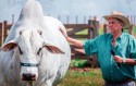 Grande raçador Nelore morre aos 17 anos