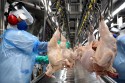 Fávaro diz que retomada da exportação de carne de frango brasileira ao Japão é prioridade para o governo