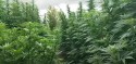 Anvisa proíbe importação de cannabis in natura e partes da planta: "Alto risco para fins ilícitos"