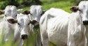 China é destino de metade da carne bovina exportada pelo Brasil, mas volume cai em relação a 2022