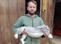 Coelha gigante de SC fica entre as mais pesadas do Brasil