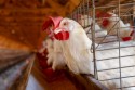 Já são 5 os estados que declararam Emergência Zoossanitária em virtude de Gripe Aviária