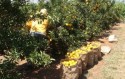 Agronegócio paulista registra superávit de US$ 10 bilhões no primeiro semestre de 2023