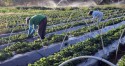 Agricultura familiar bate recordes e é destaque na produção de alimentos no Brasil