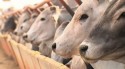Custos de produção caem e aliviam pecuaristas, diante de reduções nas exportações de carne