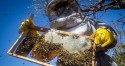 Brasil lança ‘plano nacional’ para criação de abelhas e produção de mel
