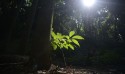 Iniciativa global padroniza créditos de carbono, mas desmatamento evitado vai aguardar