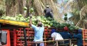 Grande produtor, Sergipe reaproveita partes do coco verde para fabricação de fertilizantes