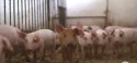 Maior produtora de carne suína do mundo, China aumenta rebanho de fêmeas em quase 1% em junho