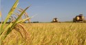 Mesmo com preço em alta, arroz brasileiro deve bater recorde de exportações