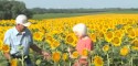 Agricultor planta mais de 1 milhão de girassóis para homenagear a esposa (Assista)