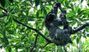 Plataforma faz alerta sobre espécies em risco de extinção