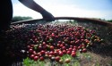 MG lança plano de R$ 618 milhões em crédito para agronegócio