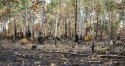 Cerrado tem recorde de alertas de desmatamento