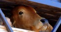 Exportações de carne bovina tem menor volume desde 2019