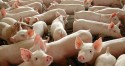 Brasil fecha acordo para exportação de carnes para mais um país asiático