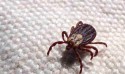 Confirmadas mais duas mortes por febre maculosa em Campinas