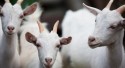 Arábia Saudita vai importar caprinos do Brasil