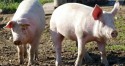 Após queda em julho, venda de carne de porco volta a subir