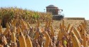 Balanço mostra avanço da colheita do milho no Paraná
