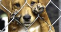 Crime de Zoofilia é tipificado na Lei de Crimes Ambientais