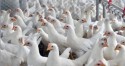 Preço da carne de frango tem tendência de alta em agosto