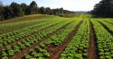 Produção de legumes e verduras gerou R$ 6,8 bilhões ao Paraná em 2022