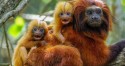 População de mico-leão-dourado quase dobra no RJ