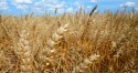 Plantio do trigo avança, mas é preciso ficar de olho no clima e adequar o manejo