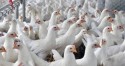 Defesa Agropecuária realiza oficina para enfrentamento da gripe aviária