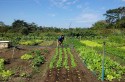 Senado autoriza empréstimo de US$ 129 milhões para agricultura no Nordeste