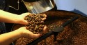 Setor cafeeiro terá oferta de R$ 6,3 bilhões nesta safra