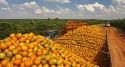 Cotação da Laranja para produção de suco sobe em SP