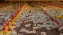 Japão retira embargo para importação de carne de frango de SC