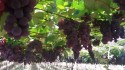 Produtores de uva do RJ recebem incentivo financeiro por meio de política pública