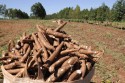 Paraná lidera produção de mandioca industrial