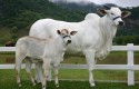 Instituto de Zootecnia leva patrimônio genético em bovinos de corte para a ExpoGenética 2023