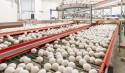 Produção de ovos tem prognóstico de crescimento em 2023