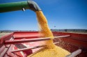 Produtores de milho contribuem para levantamento do custo da produção do grão em Sergipe