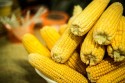 Com safra recorde, preço do milho tende a recuar no Brasil
