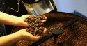 Cotação do café tem forte queda no mercado internacional