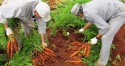 Preço da cenoura recua no mercado interno