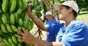 Agricultoras terão prioridade no fornecimento para merenda escolar