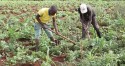 Governo brasileiro quer investir na agricultura de Angola