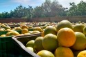 Maior consumo eleva preço da laranja