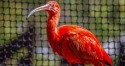 Projeto vai reintroduzir guarás-vermelhos no Rio de Janeiro