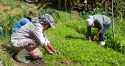 Lei prioriza agricultoras na venda de alimentos para merenda escolar