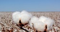 Em final de colheita, venda do algodão recua