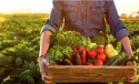 Conferência Nacional de Segurança Alimentar tem data marcada
