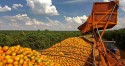 Calor e demanda externa impulsionam venda da laranja